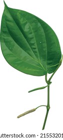 Green Piper betle leaf isolate on white background.