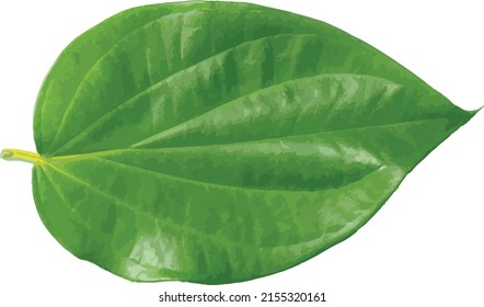 Green Piper betle leaf isolate on white background.