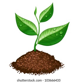 green plant