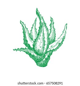 Green plant of aloe vera in shading or engraving, handmade vector illustration. For packaging or just for decoration