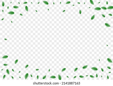 Green Plant Background Transparent Vector. Vegetation Blend Design. Element Frame. Light Green Structure Illustration. Sheet Twig.