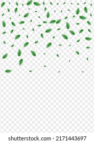 Green Plant Background Transparent Vector. Leaf Decorative Card. Structure Design. Light Green Eucalyptus Frame. Foliage Border.
