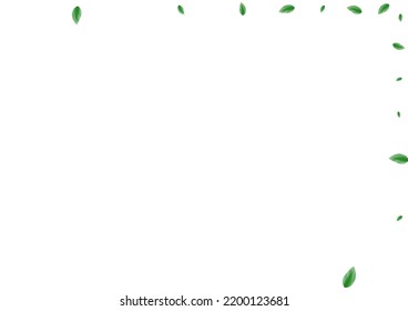 Grüner Pflanzenhintergrund, weißer Vektorgrafik. Leaf Drink Frame. Sommerkarte. Hellgrünes Lichtdesign. Blattwachstum.