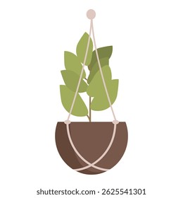 Green plant with big leaves growing in a hanging pot, ideal for home decoration
