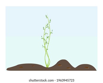 Grüne Pflanze, Busch im Boden. Die Entwicklung, Keimung eines jungen Keims mit einem Blatt, Samen im Land, Boden. Das Konzept der Natur, Ökologie und Umwelt.Vektorgrafik