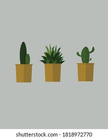 planta verde y cactus en macetas