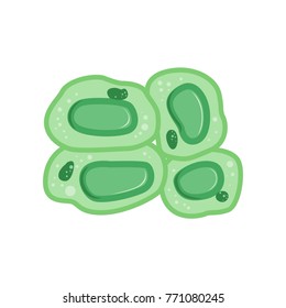 Green Plant Cells With Nucleus. Biology And Microbiology Concept. Flat Vector Design Template For Medicine Infographic Or Science Poster