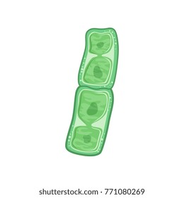 Green Plant Cells Under Microscope. Biology Concept. Icon In Flat Style. Flat Vector Design For Medicine Infographic, Poster Or Education Website