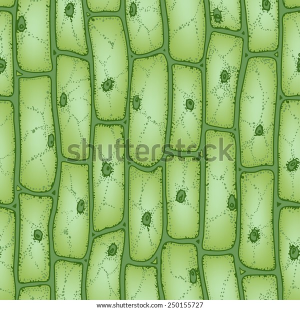 Vector De Stock Libre De Regalias Sobre Celulas Vegetales Verdes Bajo El Microscopio250155727