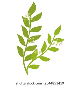 Una planta verde con flor