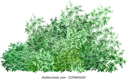 Green plant in the form of a hedge.Realistic garden shrub, seasonal bush, boxwood, tree crown bush foliage.For decorate of a park, a garden or a green fence.
