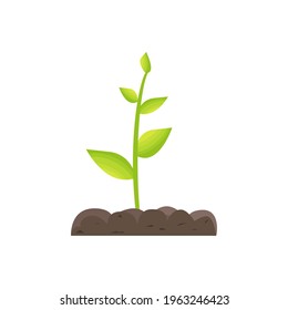 Green plant in the ground.The development, germination of a young sprout with a leaf, herbs, seedling in the land, soil. The concept of the of nature, ecology and the environment.Vector illustration.