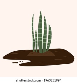 Green plant in the ground. Dracaena trifasciata, Sansevieria, mother-in-law’s tongue, Snake plant in the land, soil, indoor.The concept of flower care, ecology and the environment.Vector illustration.