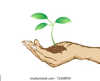 green plant growing in hand