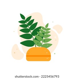 Green plant growing in pot