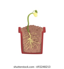 Green plant growing from seed of a bean in a pot with ground soil, stage of growth, pot in a cross section vector Illustration 