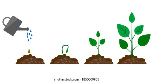 Green plant growth phase watering on white background. Grow process. Growing plant stages. Stock image.