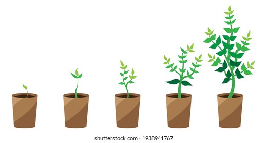 green plant growth soil. Flat cartoon infographic. Vector set. Stock image. EPS 10.