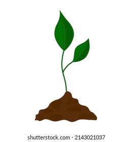 Green plant growth stages vector isolated illustration. Tree plant evolution. Phases of crop production. Agricultural concept.