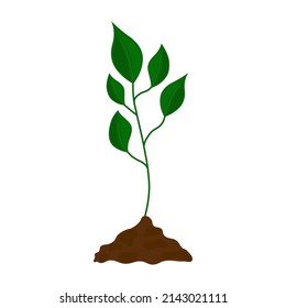 Green plant growth stages vector isolated illustration. Tree plant evolution. Phases of crop production. Agricultural concept.