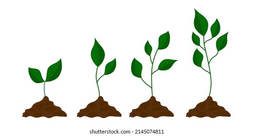 Green plant growth stages vector isolated illustration. Tree plant evolution. Phases of crop production. Agricultural concept.