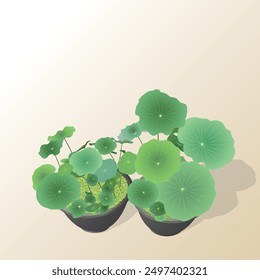 Green plant. Hand drawn lotus leaf bonsai pot illustration.