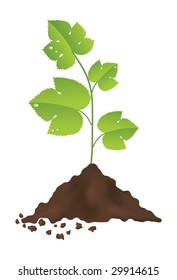 Green plant isolated on a white background. Vector illustration.