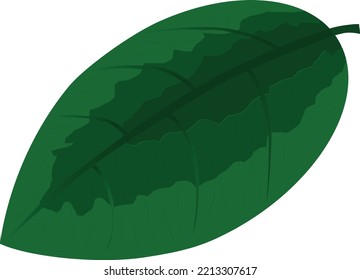 green plant leaf illustration with detail