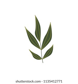 Green plant leaf for natural floral design in flat style isolated on white background. Botanical decorative element of tree or flower branch of foliage in vector illustration.