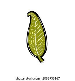 Green plant leaf. Vector illustration.