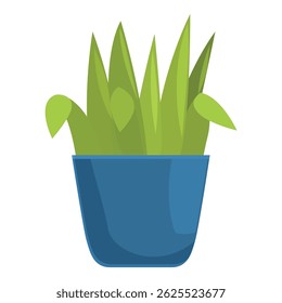 Green plant with long leaves growing in a blue pot, isolated on a white background