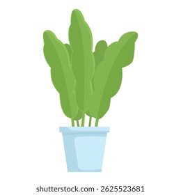 Green plant with long leaves is growing in a white pot