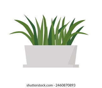 Green plant with long leaves in pot of rectangular shape, house foliage decor growing in interior planter vector illustration