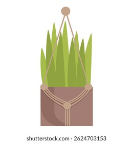 Green plant with long leaves in pot hanging on ropes on white background