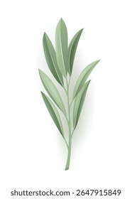 A green plant with a long stem and lush leaves on a white background