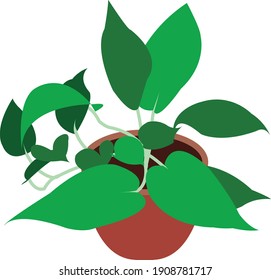 green plant in a pot