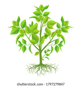 Green plant and roots on white background, vector illustration