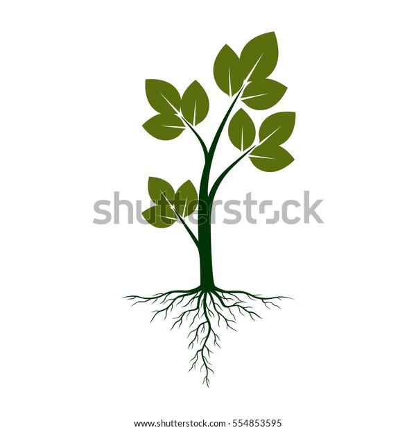 Green Plant Roots Vector Illustration Stock Vector (Royalty Free) 554853595