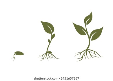 Green plant seedling. Plant growth stages, seed growing cycle. Vector sprouts, roots, seeds. Organic creative symbol concept, natural biocosmetics, nature