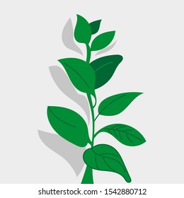 Green plant with shadow on a gray wall background