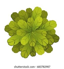 A green plant or tree, top view. Vector illustration, isolated on white background.