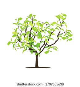 planta verde de fondo blanco, vector