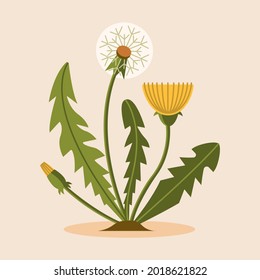 a green plant with a yellow cap. Spring dandelion yellow and white