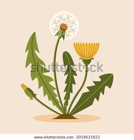 Similar – Image, Stock Photo dandelion Dandelion Plant