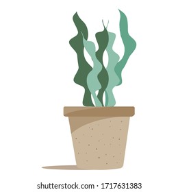 Green plants in brown pots