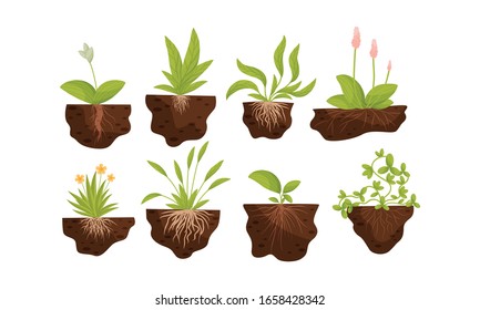 Green Plants and Flowers Growing with Their Roots in Soil Vector Set