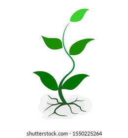 green plants and leaves against a white background