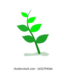 Plantas verdes y hojas de fondo blanco. Ilustración vectorial.
