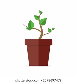 Green plants in pots grow