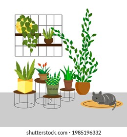 Green plants in pots in the home interior. Flowers and plants home garden. Vector illustration. For use in flower shops, florist studios, brochures, flyers, promotional illustrations, books and covers